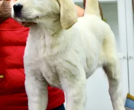 Jeges - Central Asia Shepherd Dog Puppy for sale