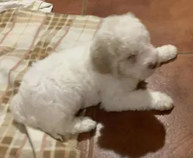 Friendly L. Jerry - Romagna Water Dog Puppy for sale