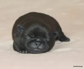 Chester On Hold - Pug Puppy for sale