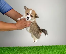 Unno - Welsh Corgi Pembroke Puppy for sale