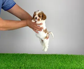 Isabelle - Cavalier King Charles Spaniel Cucciolo in vendita
