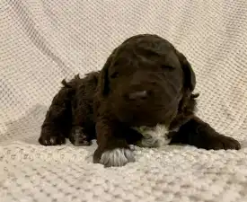 Friendly L. Kora - Romagna Water Dog Puppy for sale