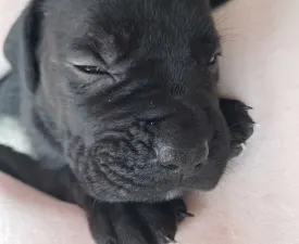 Bella - Cane Corso Italiano Puppy for sale