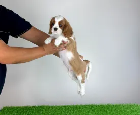 Alex - Cavalier king Charles spaniel Szczenię na sprzedaż