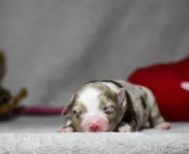 Winstead Over Dust And Thunder - Miniatur amerikanischer Schäferhund Angebotener Welpe