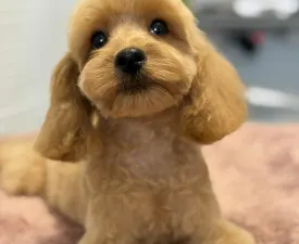 Noel - Cavapoo eladó kiskutya
