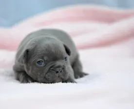 Madeleine  - Bulldog francez Cățeluș de vânzare