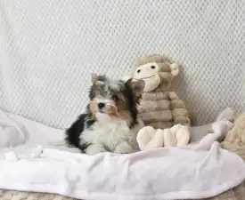 Raven Orient  - Biewer Terrier Cățeluș de vânzare