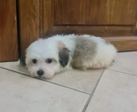 Tara - Havanese Puppy for sale