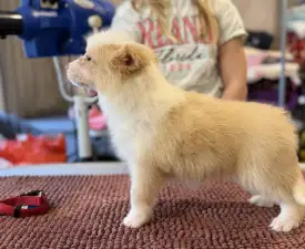 Red Girl - Border collie Szczenię na sprzedaż