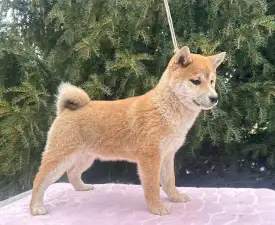 Beauty Of The East Ayame - Shiba eladó kiskutya
