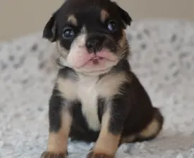 Kanga - Bulldog Puppy for sale
