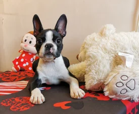 Wide Wings Black - Boston Terrier Puppy for sale