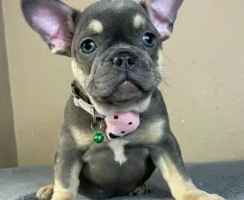 Jenny - French Bulldog Puppy for sale