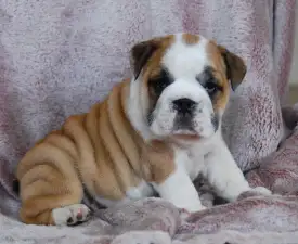 Rengőhegyi-ormán Delilah - Bulldog Puppy for sale