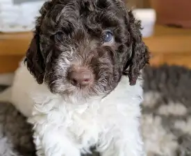 Ürömi Szarvasgombász Ignazio - Romagna Water Dog Puppy for sale