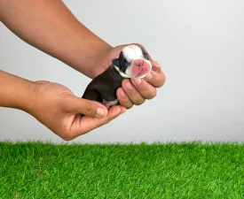 Kanja - Boston Terrier eladó kiskutya