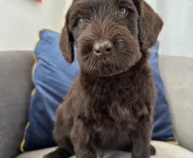 Dertons Aspen - Labradoodle eladó kiskutya