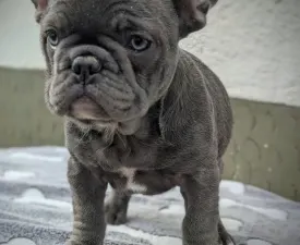 Edward - French Bulldog Puppy for sale