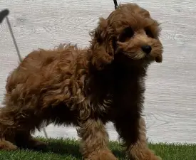 Noki - Cavapoo eladó kiskutya