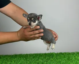 Patty - Chihuahua Puppy for sale