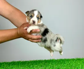 Mocca - Australian Shepherd Cucciolo in vendita