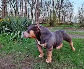 Captain - Amerikai Bully - Pocket eladó kiskutya