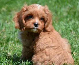 Moon - Cavapoo eladó kiskutya