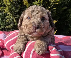 Chocobon - Cavapoo Puppy for sale