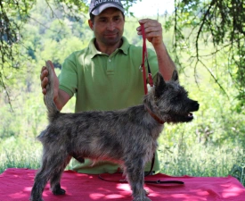 Jelenski Russtil K.o. - Cairn Terrier Chiot à vendre