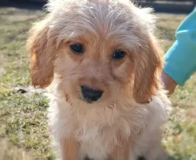 Lucia - Labradoodle eladó kiskutya
