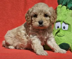 Flower - Cavapoo Angebotener Welpe