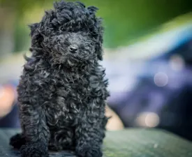 Pörgelóci Mázli - Puli Cucciolo in vendita