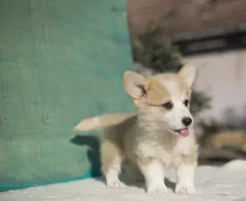Calvin - Welsh Corgi Pembroke Angebotener Welpe