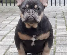 Forest - Bouledogue français Chiot à vendre
