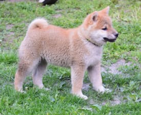 Fornalhaut - Shiba inu Szczenię na sprzedaż