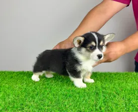 Rommy - Pembroke Welsh Corgi eladó kiskutya