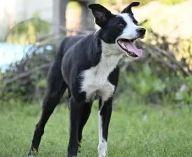 Graham - Border Collie Puppy for sale