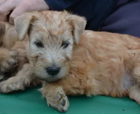 Elena - Soft coated wheaten terrier eladó kiskutya