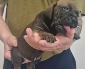 Jasmin, Joana, Jovana, Julieth - Brazilski pas Štenci na prodaju