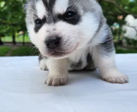 Chara Of Polar Moonlights - Sibiřský husky Štěně na prodej