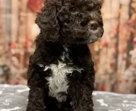 Grain Of Sand Galileo Galileis Stars  - Romagna Water Dog Puppy for sale