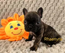 Miora Frenchie Rhaenyra - French Bulldog Puppy for sale