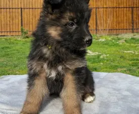 Csereerdei Lina - Német juhászkutya eladó kiskutya