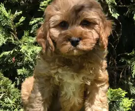 Mendosa - Cavapoo eladó kiskutya