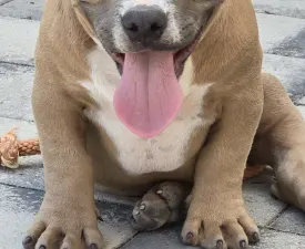 Bbb  - Amerikai Bully - Pocket eladó kiskutya