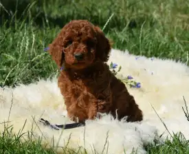 Cabernet Sauvignon - Poodle Medium Puppy for sale