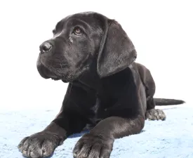 Cora - Cane Corso eladó kiskutya