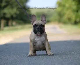 Bársonyka - French Bulldog Puppy for sale