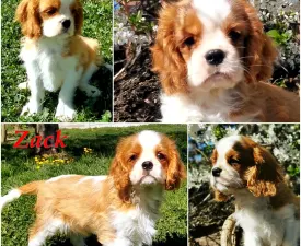 Zack - Cavalier king Charles spaniel Szczenię na sprzedaż